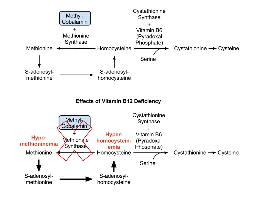 Vitamin B12 and methionine synthesis
