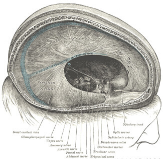Depiction of the dura mater