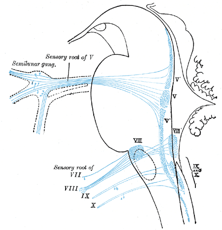 Primary terminal nuclei of the afferent (sensory) cranial nerves schematically represented; lateral view. The olfactory and optic centers are not represented. From: Anatomy of the Human Body, Henry Gray.