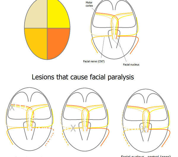 Central and peripheral facial nerve pathway
