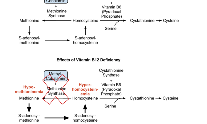 Vitamin B12 and methionine synthesis