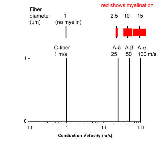 Conduction velocity varies by fiber type. Unmyelinated, and therefore smallest, C-fibers have the slowest conduction velocity. Progressively more myelinated fibers have higher conduction velocities.