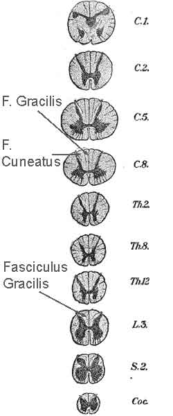 F. Gracilis is visible at all spinal levels, F. Cuneatus only exists at cervical levels