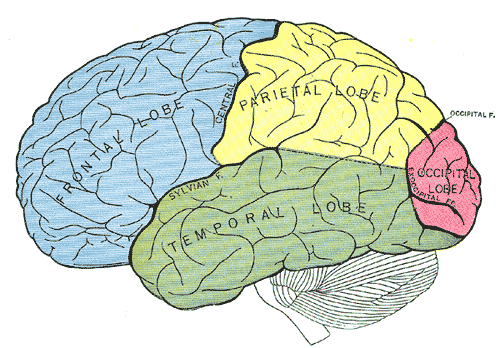 Cerebral lobes as diagrammed in Henry Gray's Anatomy of the Human Body. 1918. The illustrations from Gray's Anatomy are in the public domain.