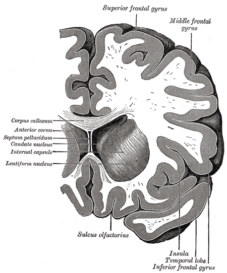In this diagram of a coronal section through the cerebral cortex, the insula is visible beneath the temporal and parietal lobes. From Henry Gray's Anatomy of the Human Body, 1918. Illustrations from Gray's Anatomy are in the public domain.