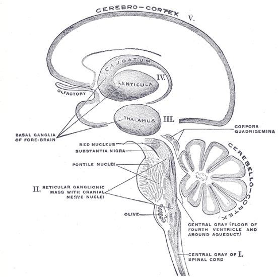 Schematic of the organization of the central nervous system, from a sagital view. Henry Gray, Anatomy of the Human Body.