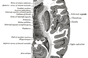 Horizontal section shows several structures of the basal ganglia, including the globus pallidus, putamen, and the tail of the caudate nucleus.