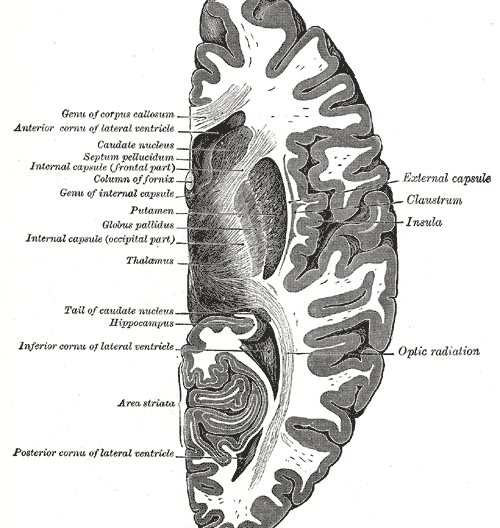 Horizontal section shows several structures of the basal ganglia, including the globus pallidus, putamen, and the tail of the caudate nucleus.