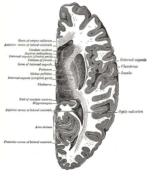 Horizontal section shows several structures of the basal ganglia, including the globus pallidus, putamen, and the tail of the caudate nucleus. 