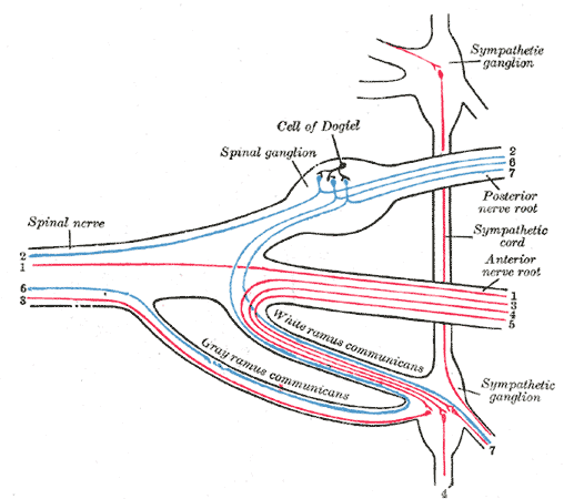 A typical spinal nerve root showing the dorsal root ganglion ("spinal ganglion" in posterior nerve root in the terminology of Henry Gray).