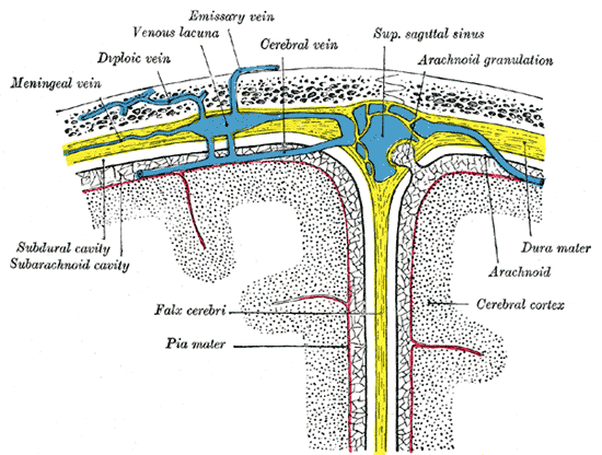Depiction of the meninges/membranes of the brain