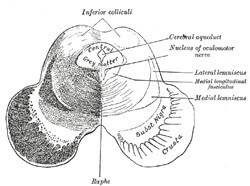 Transverse section of mid-brain at level of inferior colliculi