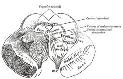 Transverse section of mid-brain at level of inferior colliculi