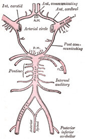Diagram of the arterial circulation at the base of the brain