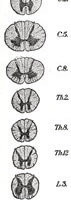 Depiction of transverse segments of spinal cord