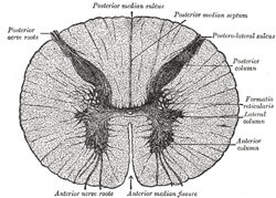 Depiction of single transverse section of spinal cord, illustrating white and gray matter