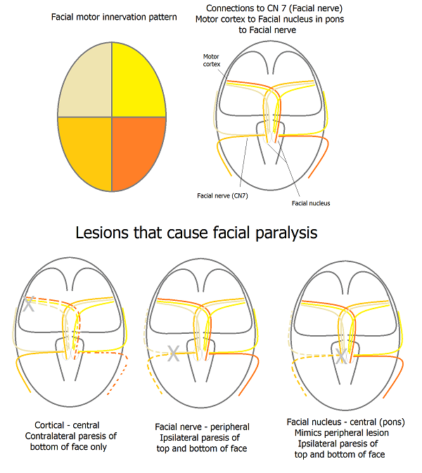 Central and peripheral facial nerve pathway